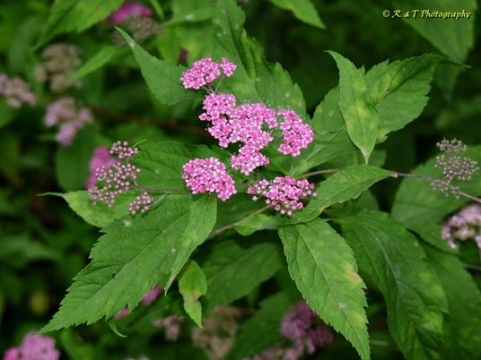 {Spiraea japonica}